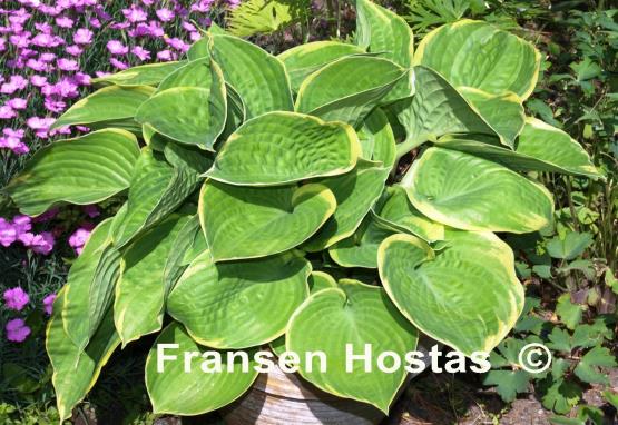 Hosta Electrum Stater